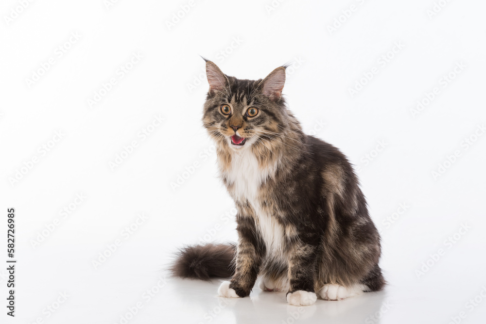 Curious Gray Maine Coon Cat Sitting on White Desk with Reflection. White Background. Open Mouth. Curious Gray Maine Coon Cat Sitting on White Desk with Reflection. White Background. Open Mouth.
