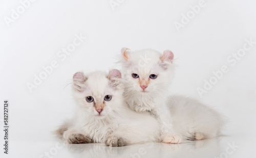 Small and Young Bright White Sad American Curl Cats Couple Sitting on the white table. White Background. © Mindaugas Dulinskas