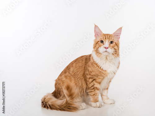 Curious Maine Coon Cat Sitting on the White Table with Reflection. White Background.