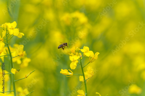 Blooming Rapeseed Field And Flying Bee in Background. Collecting Honey. Macro.