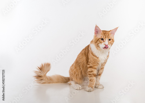 Curious Maine Coon Cat Sitting on the White Table with Reflection. White Background. Open Mouth, Tongue Out.