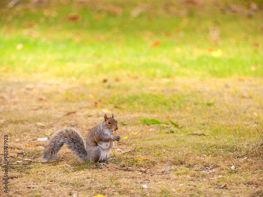 Squirrel Eating Cookie in the Greenwich Park, London. England, United Kingdom. Squirrel Eating Cookie in the Greenwich Park, London. England, United Kingdom.