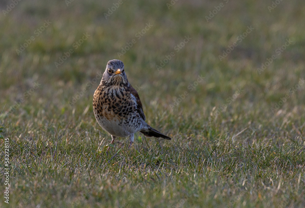 Fieldfare bird standing on the grass