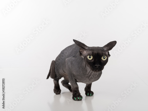Curious Black Sphynx Cat with green nails. Isolated on white background