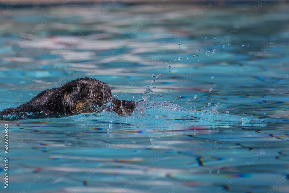 Fototapeta premium Dunkelbrauner Labrador Hund schwimmt im Wasser im Freibad in Nagold beim Hundebadetag. Baden-Württemberg, Nordschwarzwald, Nagoldtal