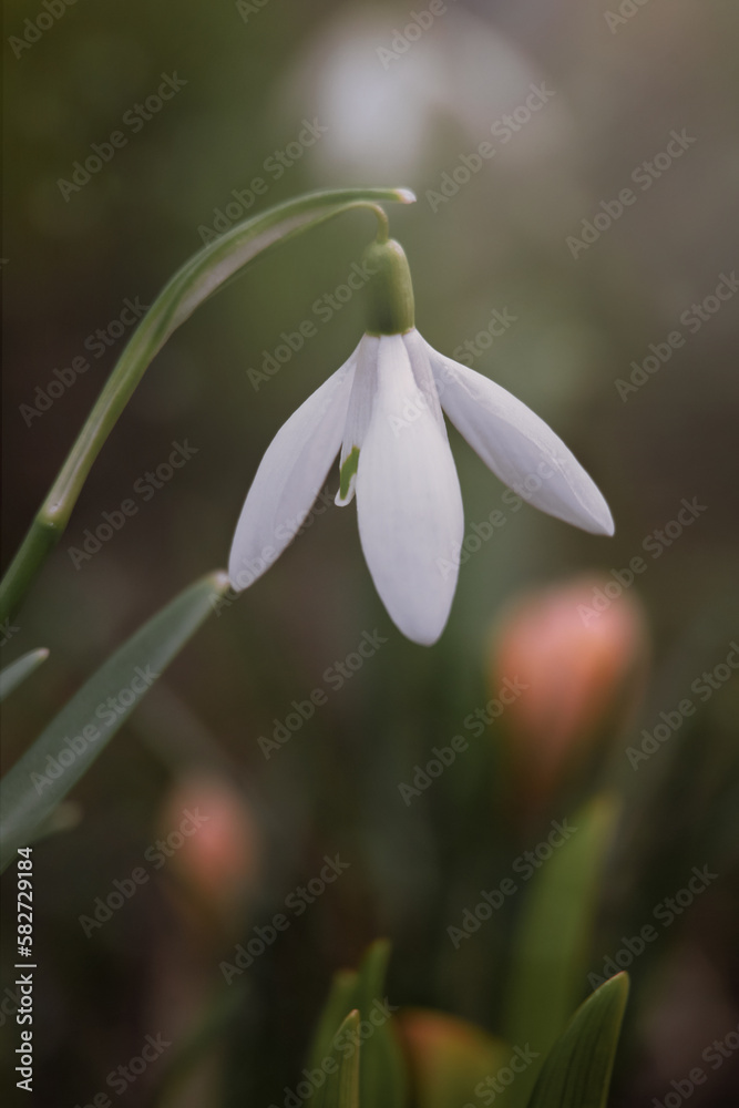 Obraz premium one snowdrop close-up