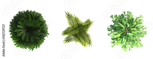 decorative flowers and plants for the interior  top view  isolated on transparent background  3D illustration  cg render