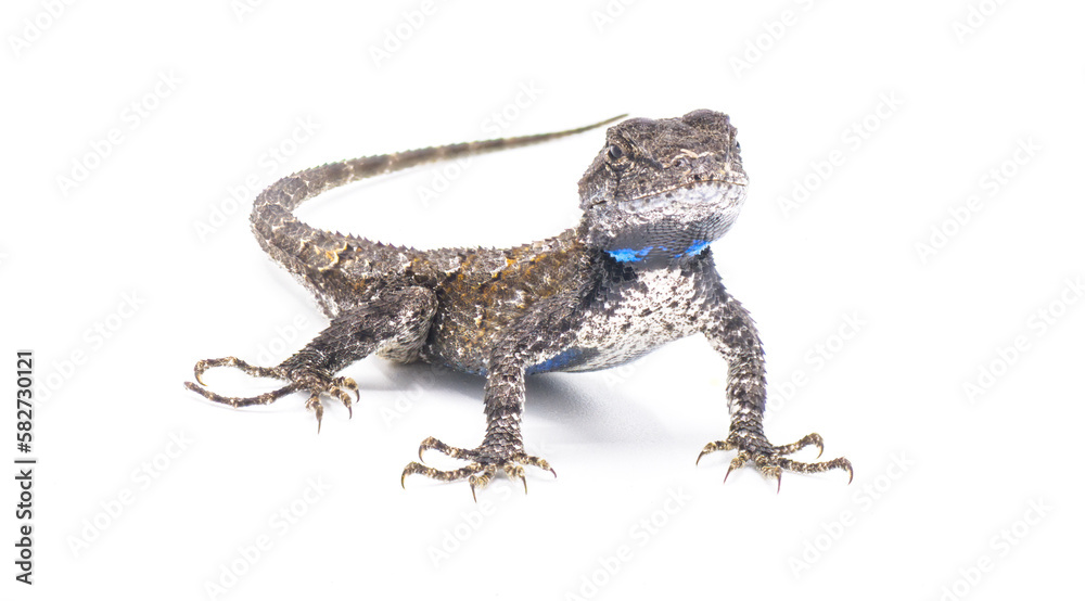Naklejka premium Male eastern fence lizard or swift -Sceloporus undulatus - isolated on white background. Blue belly and neck visible.