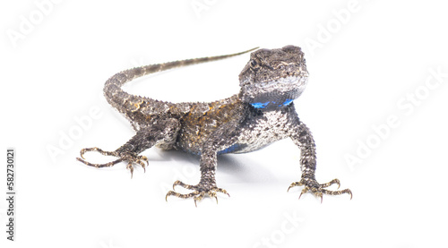 Male eastern fence lizard or swift -Sceloporus undulatus - isolated on white background.  Blue belly and neck visible.