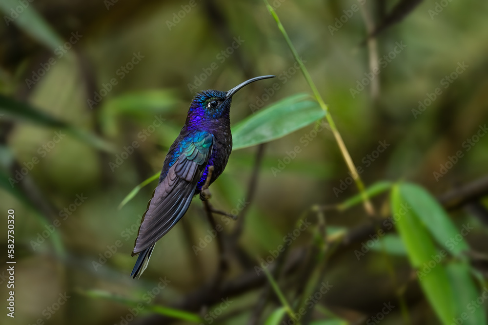 Fototapeta premium Violet Sabrewing - Campylopterus hemileucurus, beautiful blue hummingbird from montane forest of Volcán, Panama.