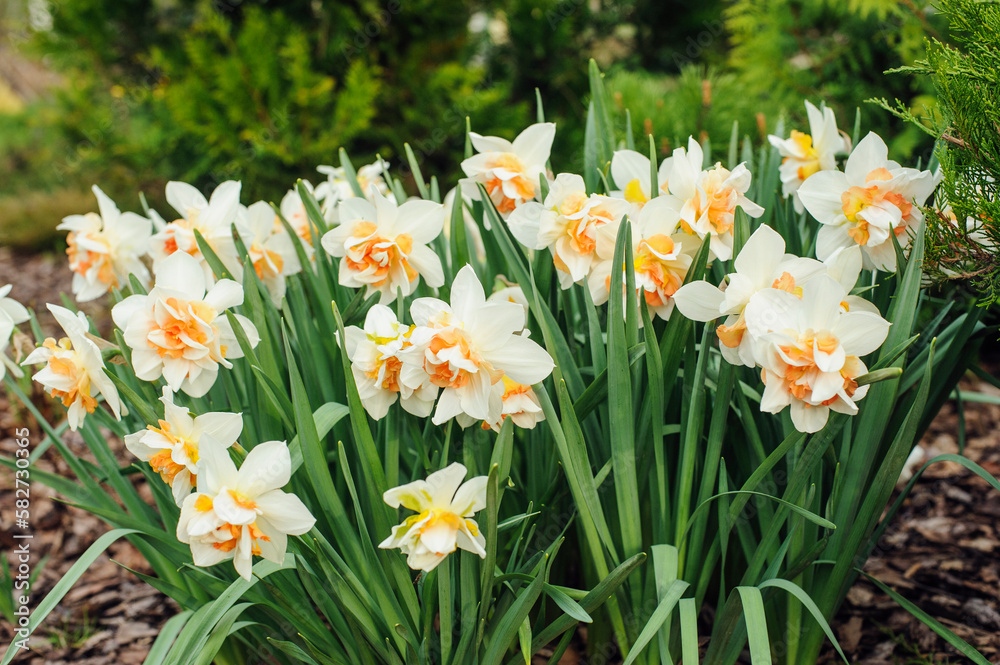 group of white terry daffodils blooming in early spring