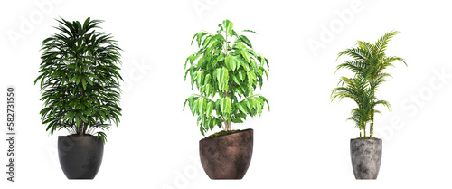 decorative flowers and plants for the interior, isolated on transparent background, 3D illustration, cg render 