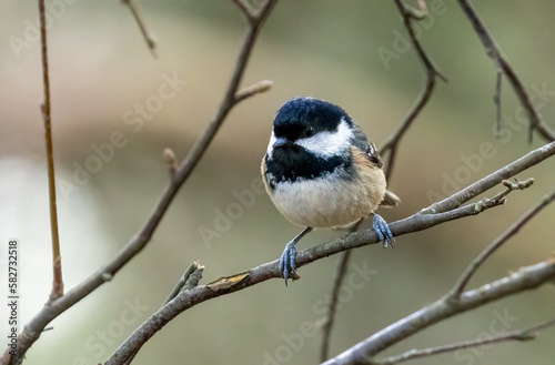 coal tit perched on a twig