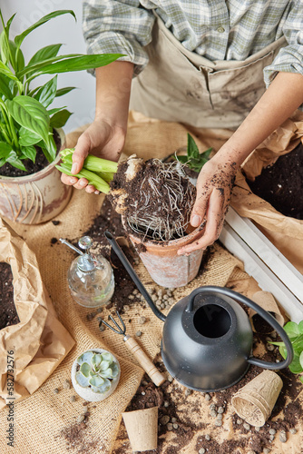 Unrecognizable female botanist replants houseplant from one pot to other holds plant with roots in soil uses watering can and other tools has dirty hand dressed in workwear. Horticulture concept