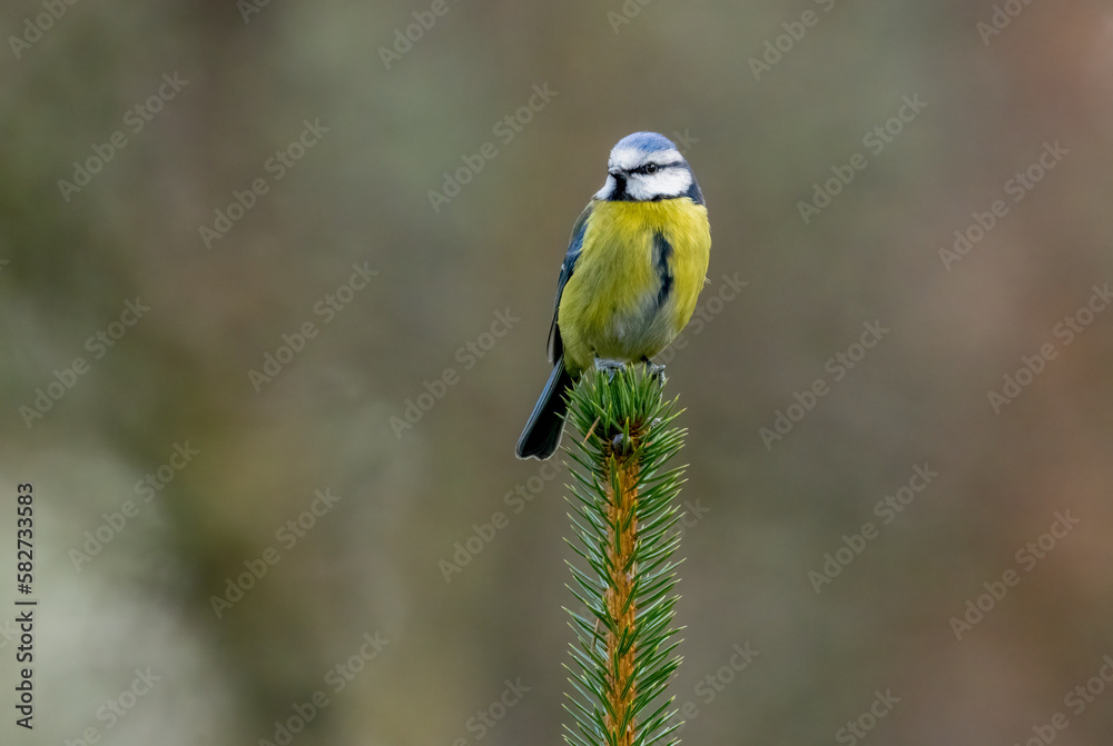 Fototapeta premium Blue tit perched on the top of a conifer tree looking around