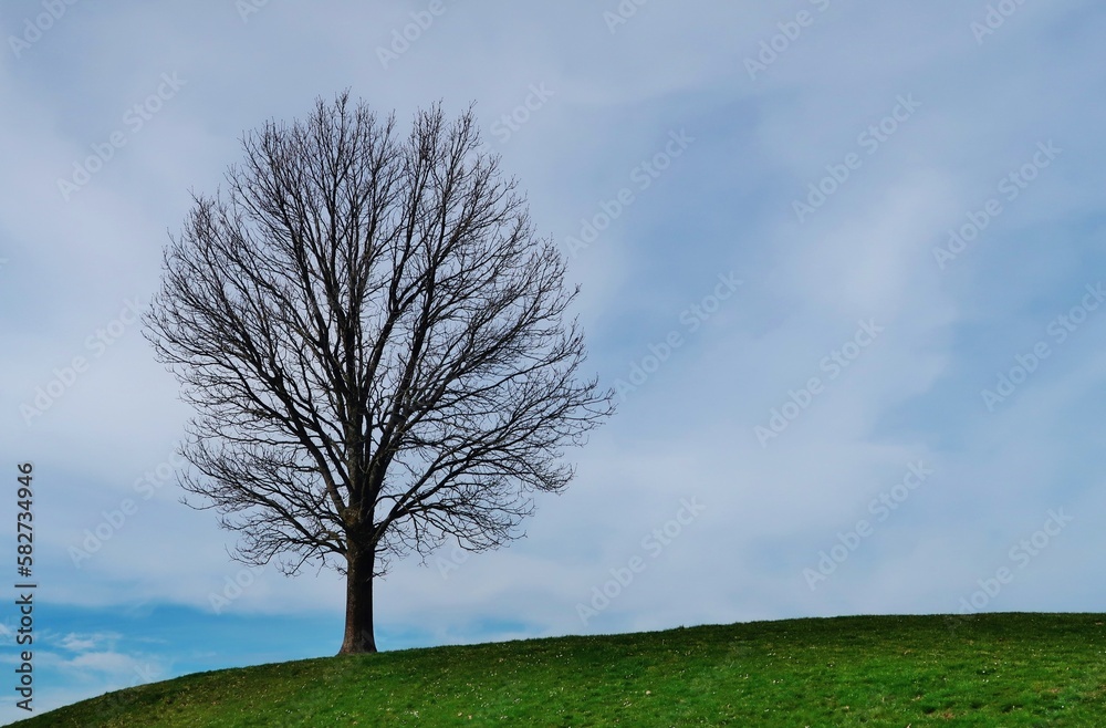 Obraz premium Kahler Baum