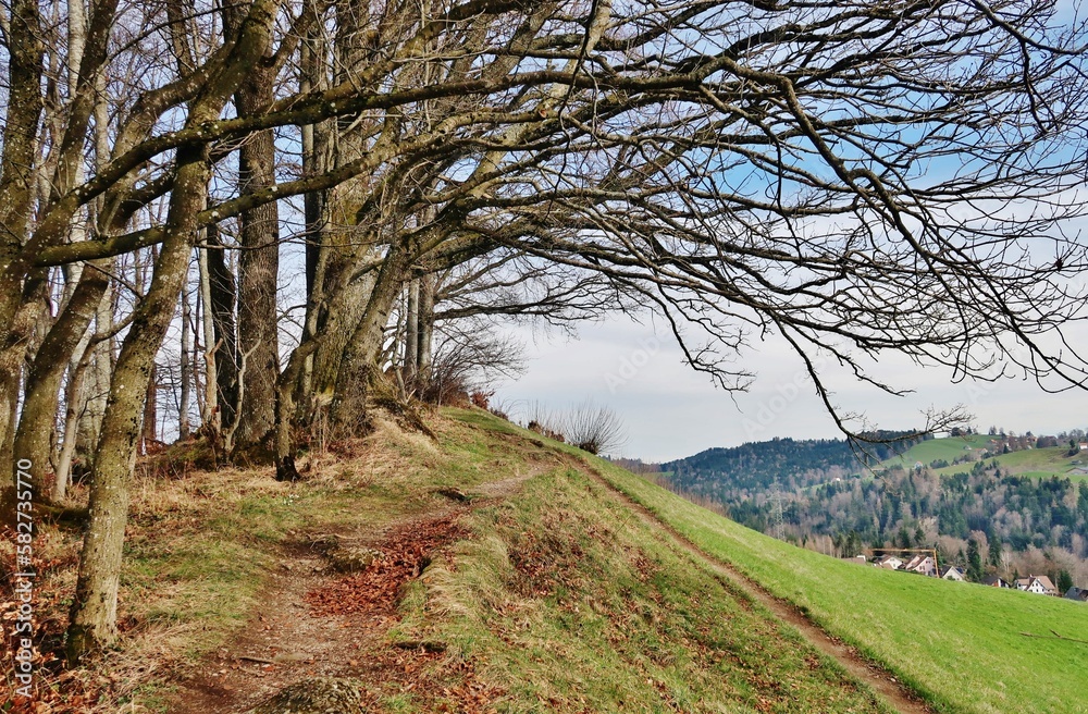 Fototapeta premium Höhenweg St. Gallen, Ostschweiz