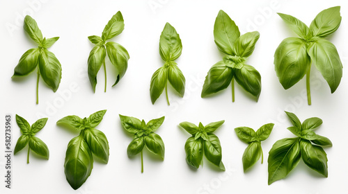 Fresh green organic basil leaves isolated on white background. With clipping path. Ingredient, spice for cooking. Basil collection for design, packaging, advertising, fragrant spicy plant