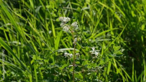 Summer forest, green grass, fragile flower on the wind . Fresh green grass and flowers bottom view, close up. summer vibes. Atmospheric mood photo