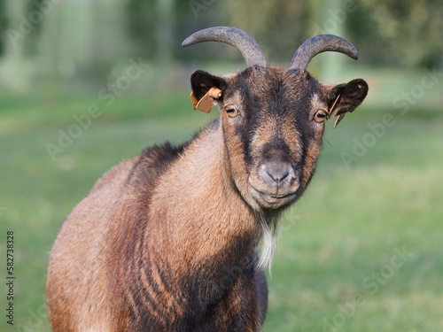 Close up of a brown goat 