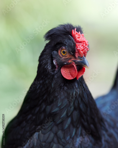 Wallpaper Mural Close up of young black chicken Torontodigital.ca