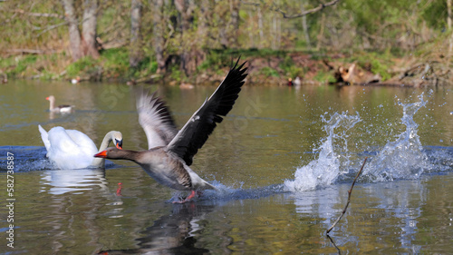 Goose flees on water from swan with neck stretched out photo