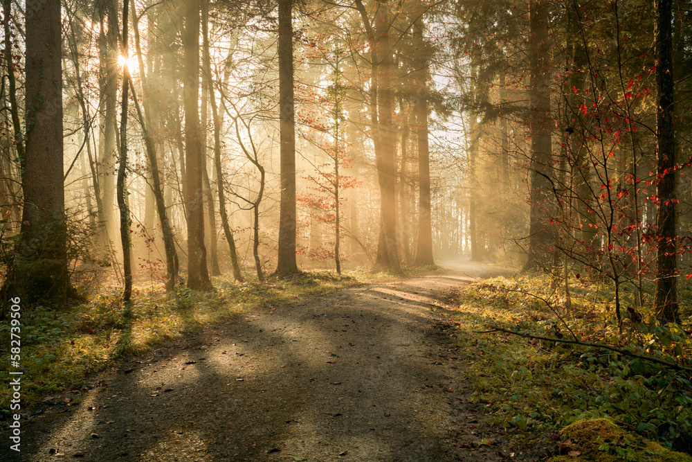 Waldweg, leichter Nebel und einfallende Sonnenstrahlen sorgen für eine magische Stimmung.