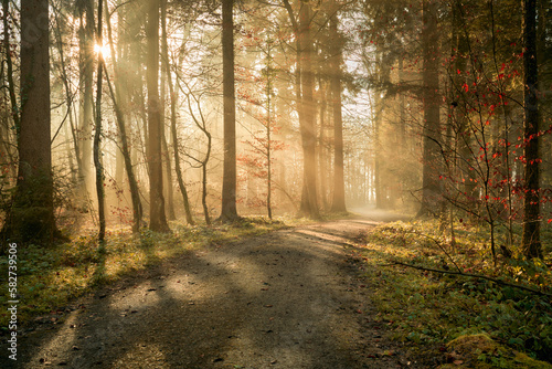 Waldweg, leichter Nebel und einfallende Sonnenstrahlen sorgen für eine magische Stimmung.