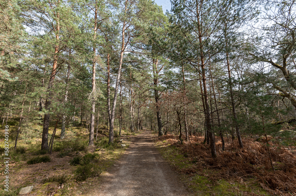 Fototapeta premium Forêt des 3 pignons - Fontainebleau