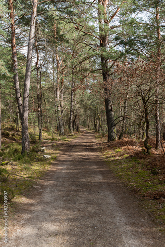 Forêt des 3 pignons - Fontainebleau