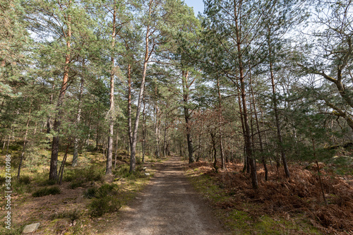 Forêt des 3 pignons - Fontainebleau