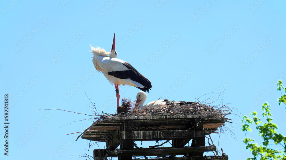 Stork stands in nest and stretches beak vertically upwards Stork stands in nest and stretches beak vertically upwards