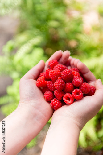 raspberries in girls hands photo