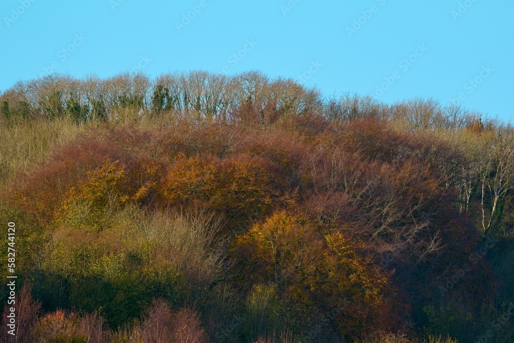 Autumn trees against a blue clear sky