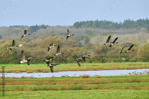 Canada geese in flight at Brading marshes on the Isle of Wight, England photo