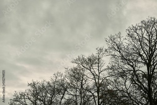Bare trees against a cloudy sky