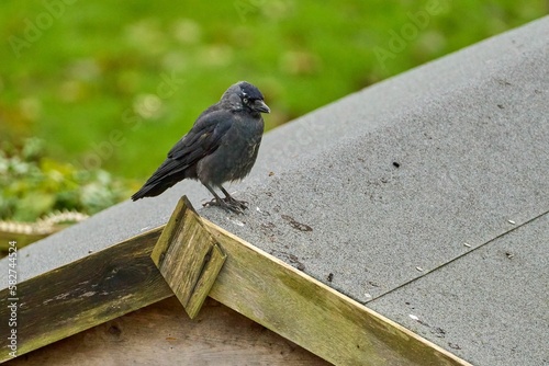Closeup of a jackdaw bird perched on a roof shed