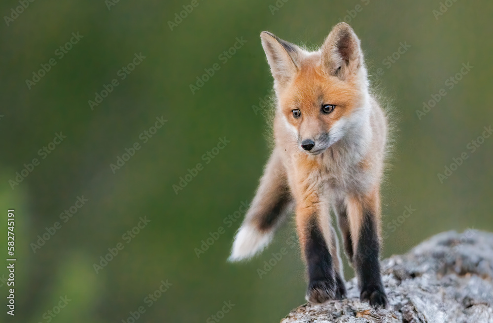 A curious fox kit stands atop a log pile A curious fox kit stands atop a log pile