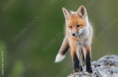 A curious fox kit stands atop a log pile
