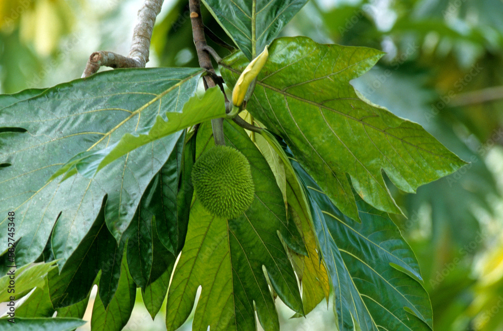 Artocarpus altilis, Arbre à pain Stock Photo | Adobe Stock
