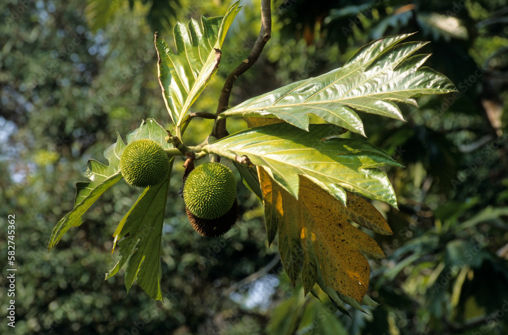Artocarpus altilis, Arbre à pain Stock Photo | Adobe Stock