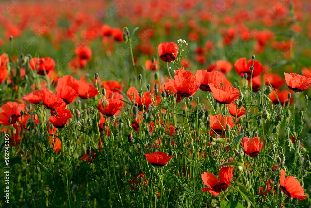 Beautiful wild poppy field in Xinjiang