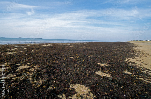 Echouage d'algues, plage , Quiberon, 56, Morbihan, France