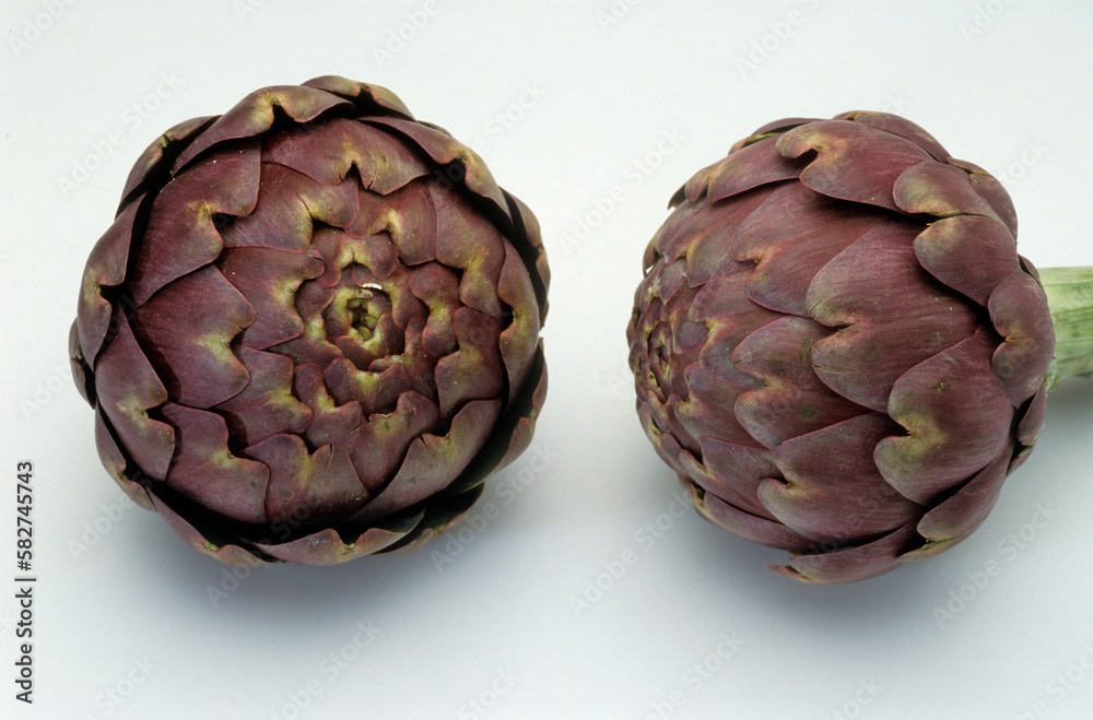 Obraz premium Cynara scolymus 'Macao' , Artichaut