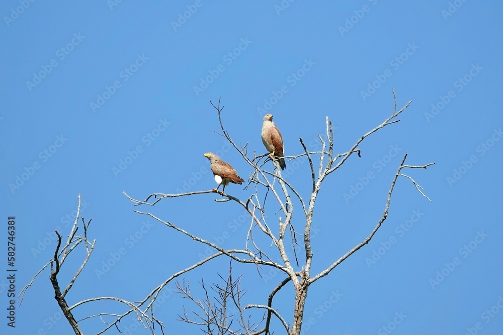 Beautiful view of birds perched on the tree under the blue sky Beautiful view of birds perched on the tree under the blue sky
