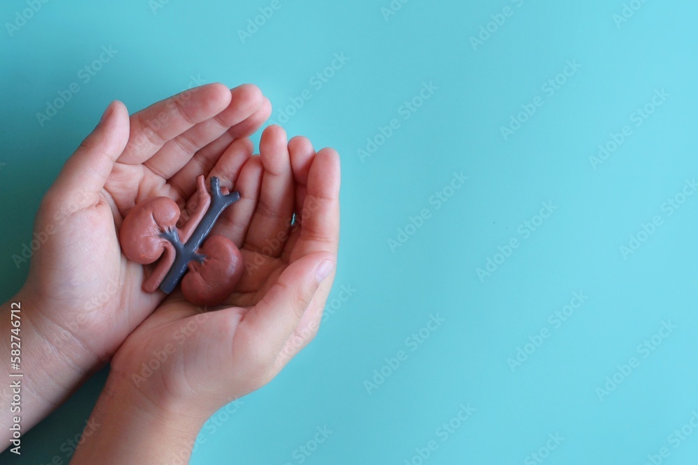 Hand holding kidney model with copy space. Medical and healthcare concept Hand holding kidney model with copy space. Medical and healthcare concept