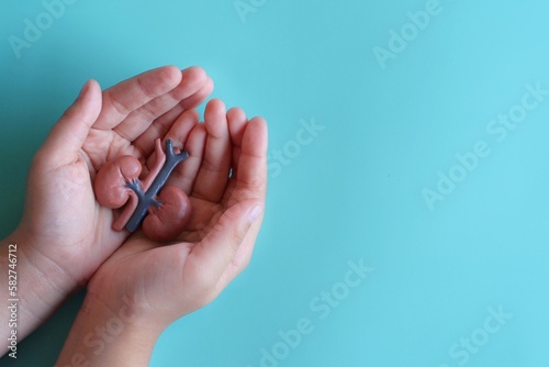 Hand holding kidney model with copy space. Medical and healthcare concept