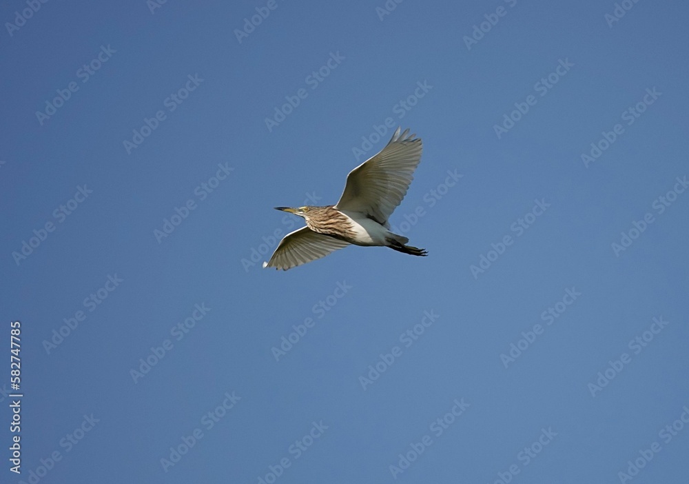 Low-angle of a Chinese pond heron flying over clear sky Low-angle of a Chinese pond heron flying over clear sky