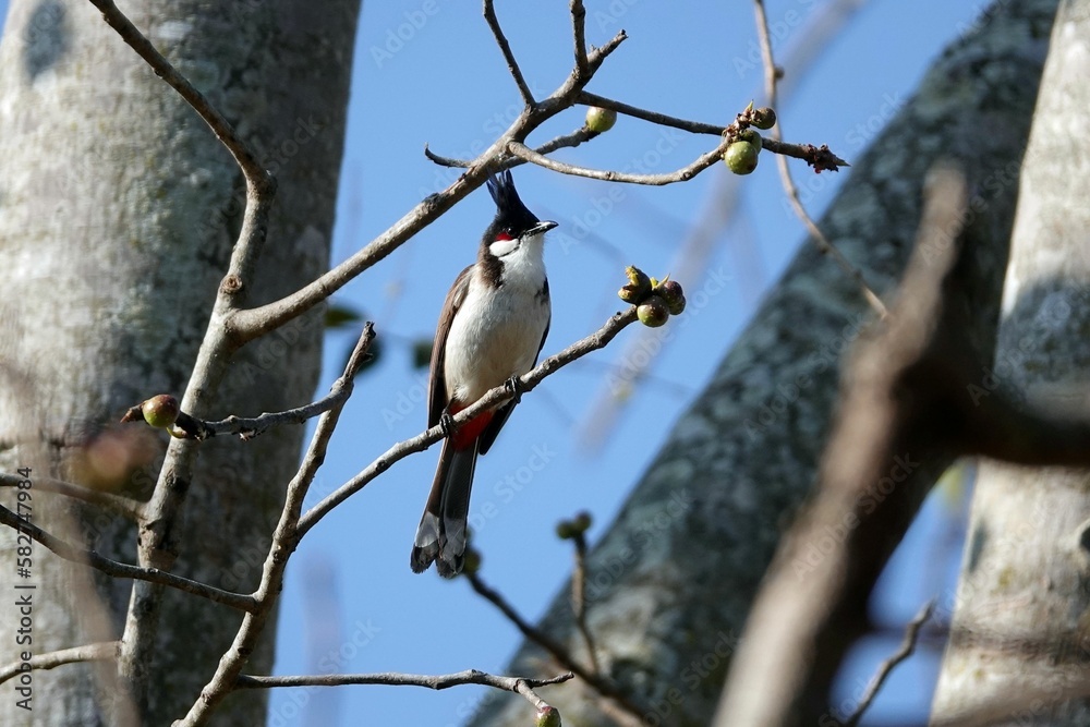 Red-whiskered bulbul perched on tree branch with clear sky blurred background Red-whiskered bulbul perched on tree branch with clear sky blurred background