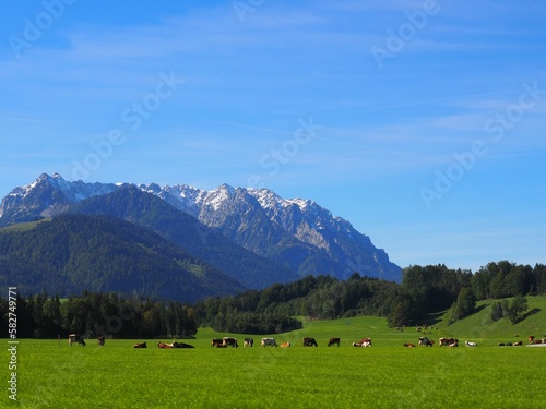 Herd of cows grazing in a meadow with mountains on the background